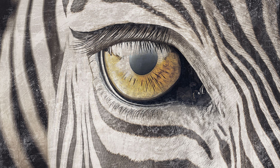 Tapeta Artystyczna  Zebra gaze