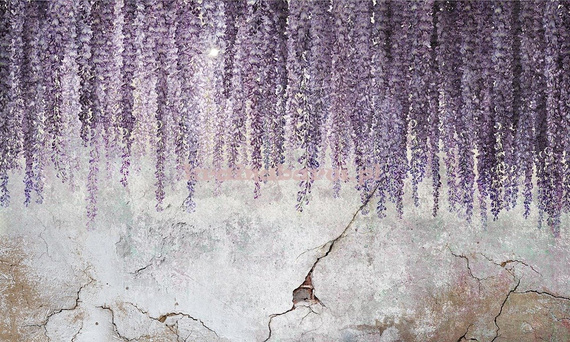 Fototapeta Wisteria zwisajace kwiaty 