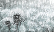 Tapeta Artystyczna Dandelion 